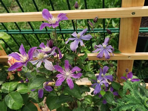 Clematis ‘Arabella’ (Integrifolia Group)